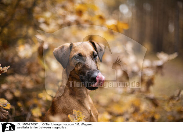 westfalia terrier between magnolias / MW-27057