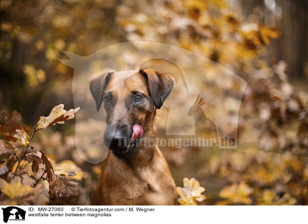 westfalia terrier between magnolias / MW-27060