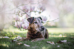 old westfalia terrier between magnolias