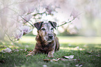 old westfalia terrier between magnolias
