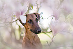 westfalia terrier between magnolias