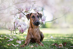 westfalia terrier between magnolias