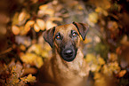 westfalia terrier between magnolias