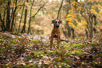 westfalia terrier between magnolias