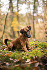 westfalia terrier between magnolias