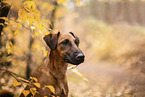 westfalia terrier between magnolias