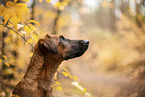 westfalia terrier between magnolias