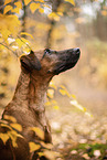 westfalia terrier between magnolias