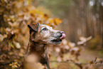old westfalia terrier in the autumn
