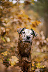 old westfalia terrier in the autumn