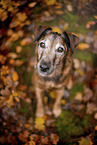 old westfalia terrier in the autumn