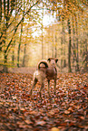 westfalia terrier between magnolias