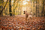 westfalia terrier between magnolias