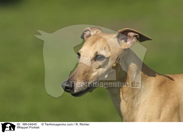 Whippet Portrait / Whippet Portrait / RR-04645