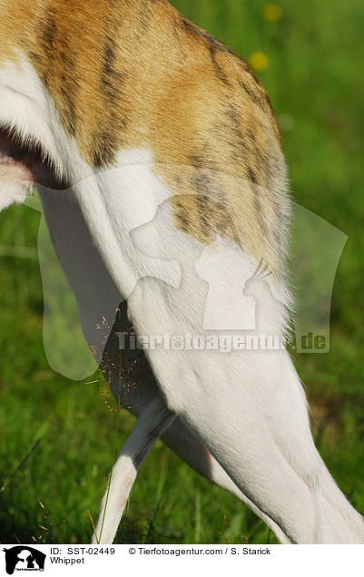 Whippet / Whippet / SST-02449
