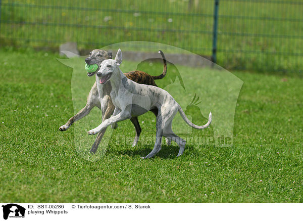 playing Whippets / SST-05286