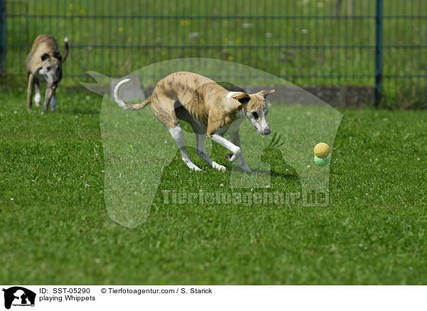 playing Whippets / SST-05290