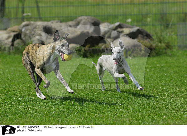 playing Whippets / SST-05291