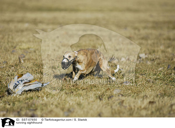 running sighthound / SST-07650
