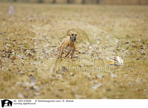 running sighthound / SST-07656