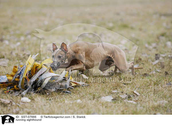 running sighthound / SST-07666