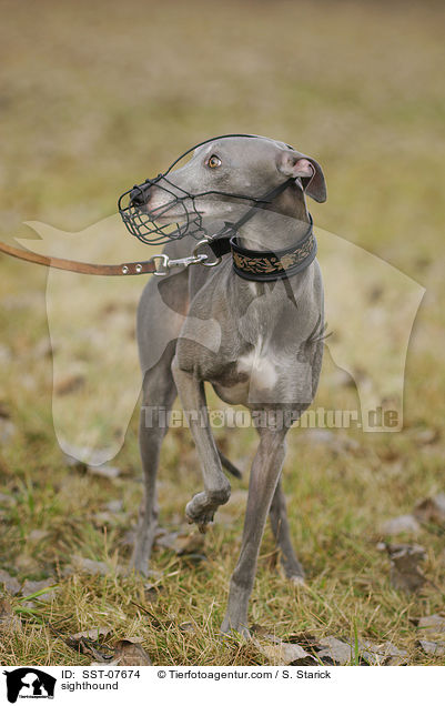 Whippet / sighthound / SST-07674