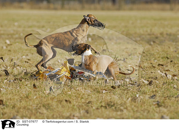 Coursing / SST-07677