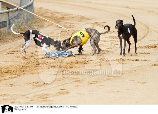 Whippets / Whippets / KMI-02776