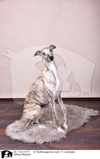 sitzender Whippet / sitting Whippet / YJ-11177