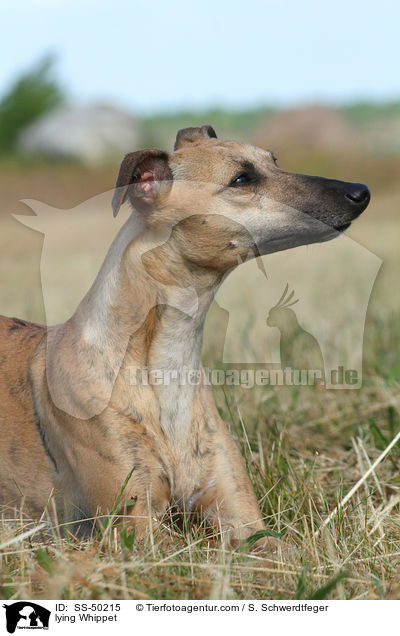 liegender Whippet / lying Whippet / SS-50215