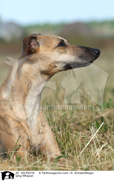 liegender Whippet / lying Whippet / SS-50216