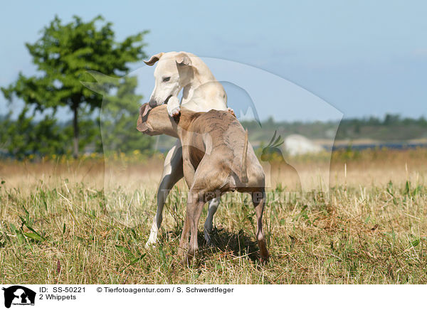 2 Whippets / 2 Whippets / SS-50221