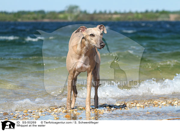 Whippet am Wasser / Whippet at the water / SS-50269