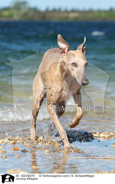 rennender Whippet / running Whippet / SS-50270