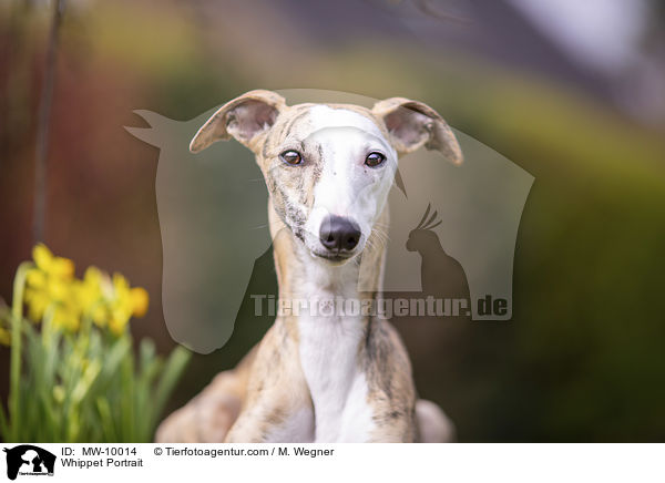 Whippet Portrait / Whippet Portrait / MW-10014