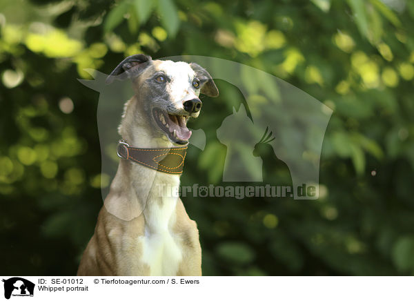 Whippet Portrait / Whippet portrait / SE-01012