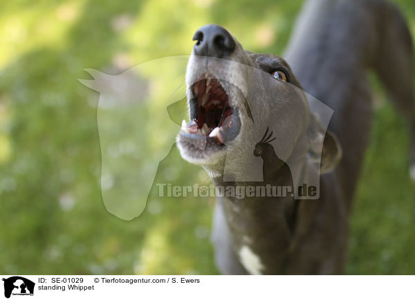 stehender Whippet / standing Whippet / SE-01029
