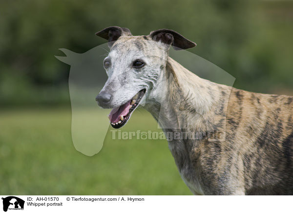 Whippet Portrait / Whippet portrait / AH-01570