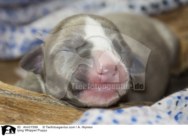 liegender Whippet Welpe / lying Whippet Puppy / AH-01599