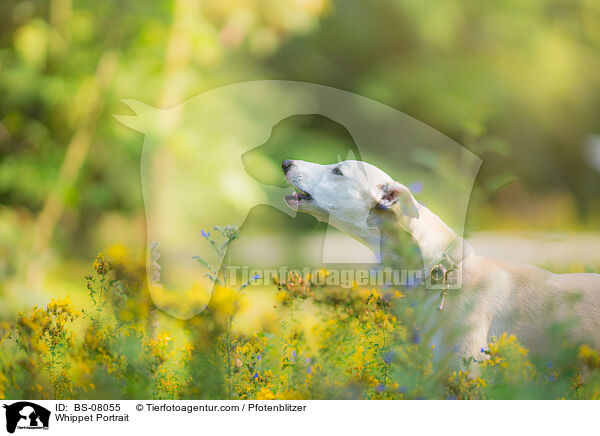 Whippet Portrait / Whippet Portrait / BS-08055
