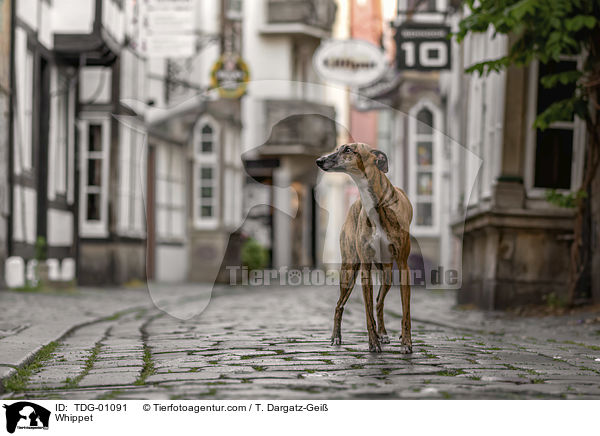 Whippet / Whippet / TDG-01091