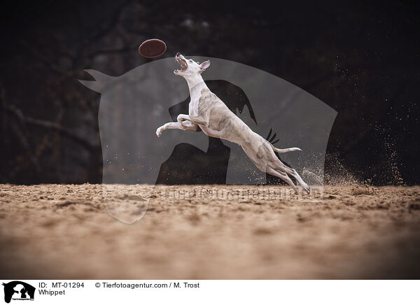 Whippet / MT-01294