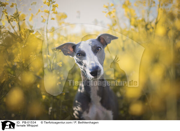 Whippet Hndin / female Whippet / PB-01534