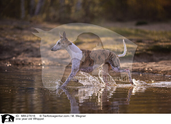 one year old Whippet / MW-27616