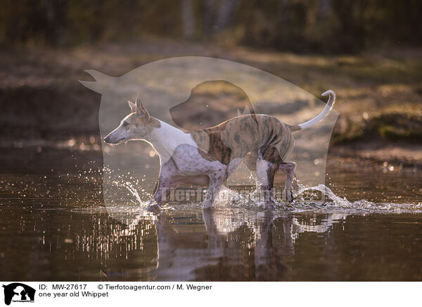 one year old Whippet / MW-27617