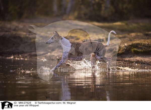 one year old Whippet / MW-27625