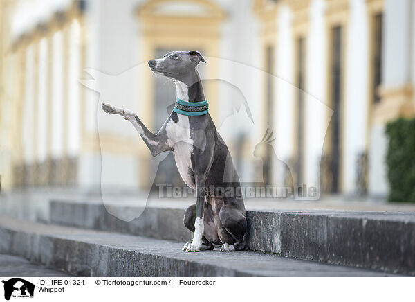 Whippet / Whippet / IFE-01324