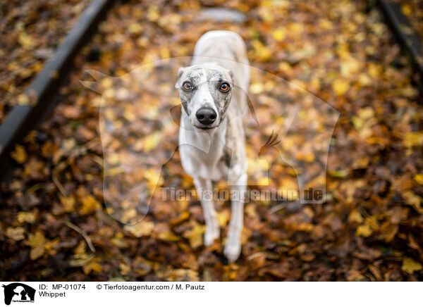 Whippet / Whippet / MP-01074