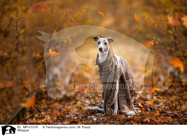 Whippet / Whippet / MP-01076