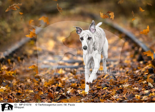 Whippet / Whippet / MP-01078